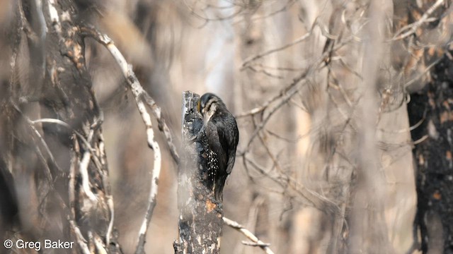 Black-backed Woodpecker - ML590992421