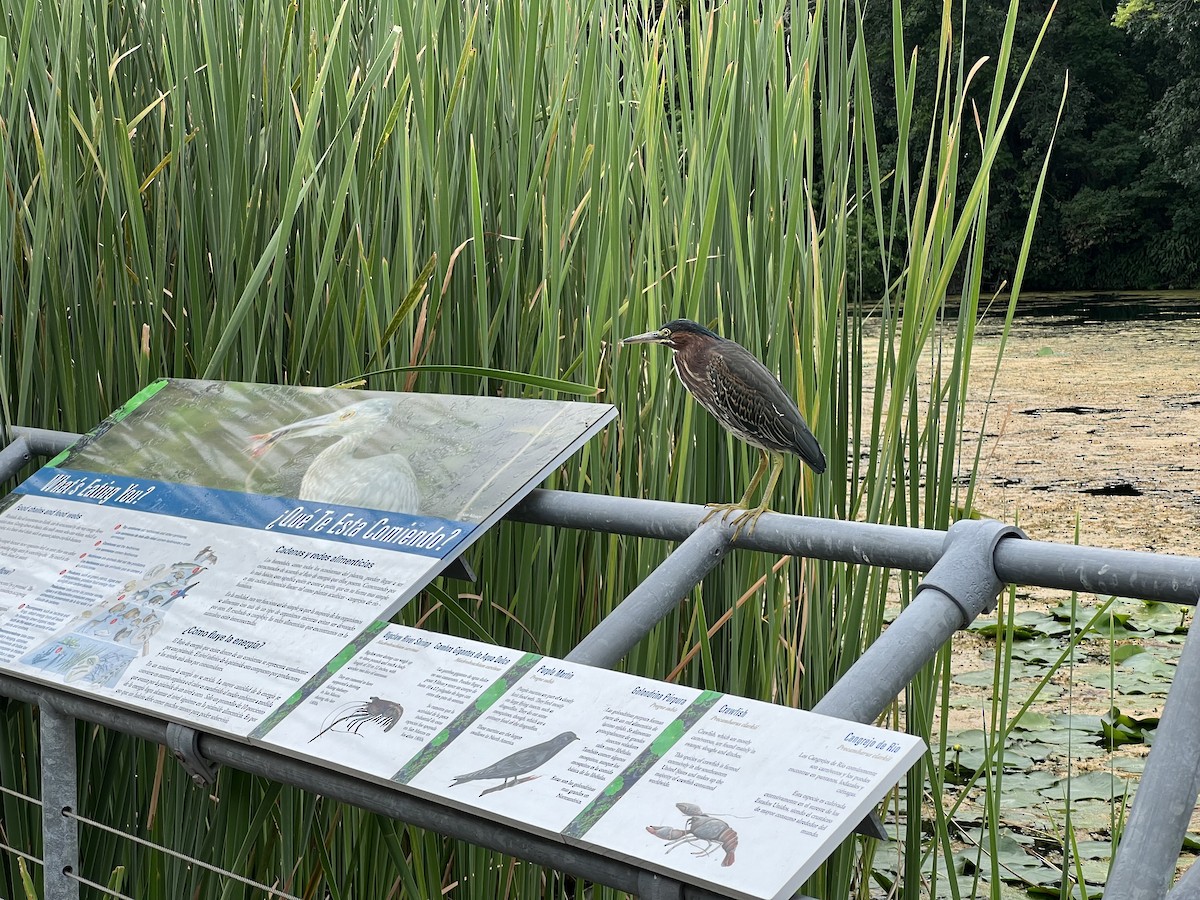 Green Heron - ML590993161