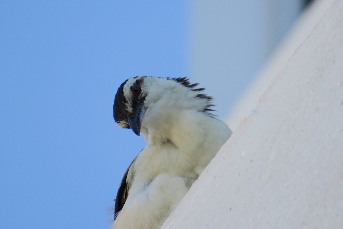 Bicolored Wren - ML590994171
