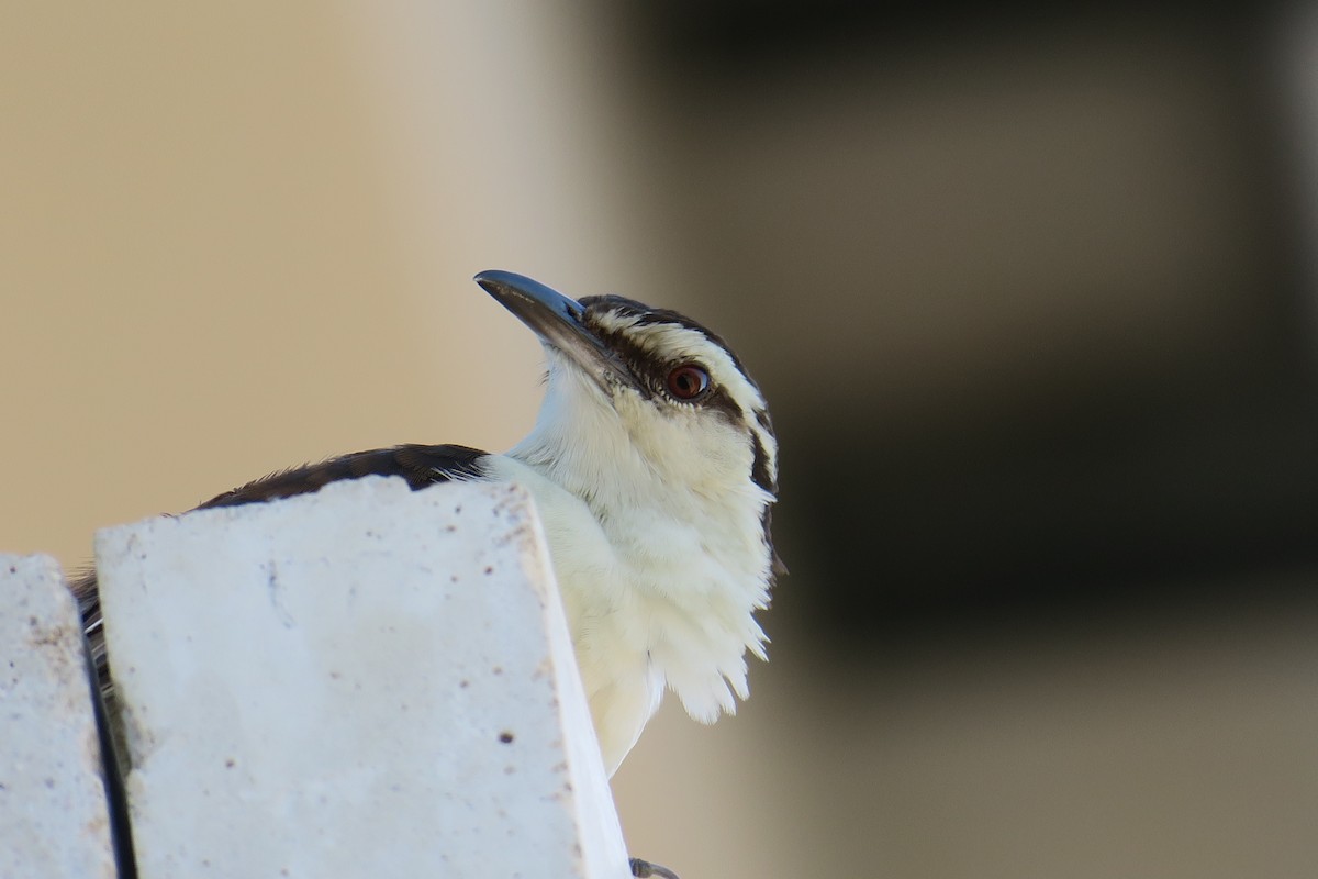 Bicolored Wren - ML590994181