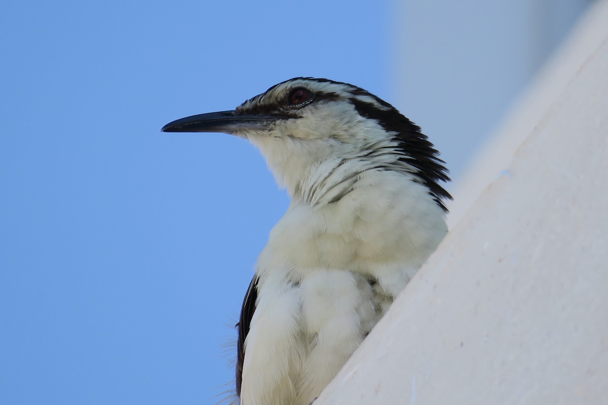 Bicolored Wren - ML590994191