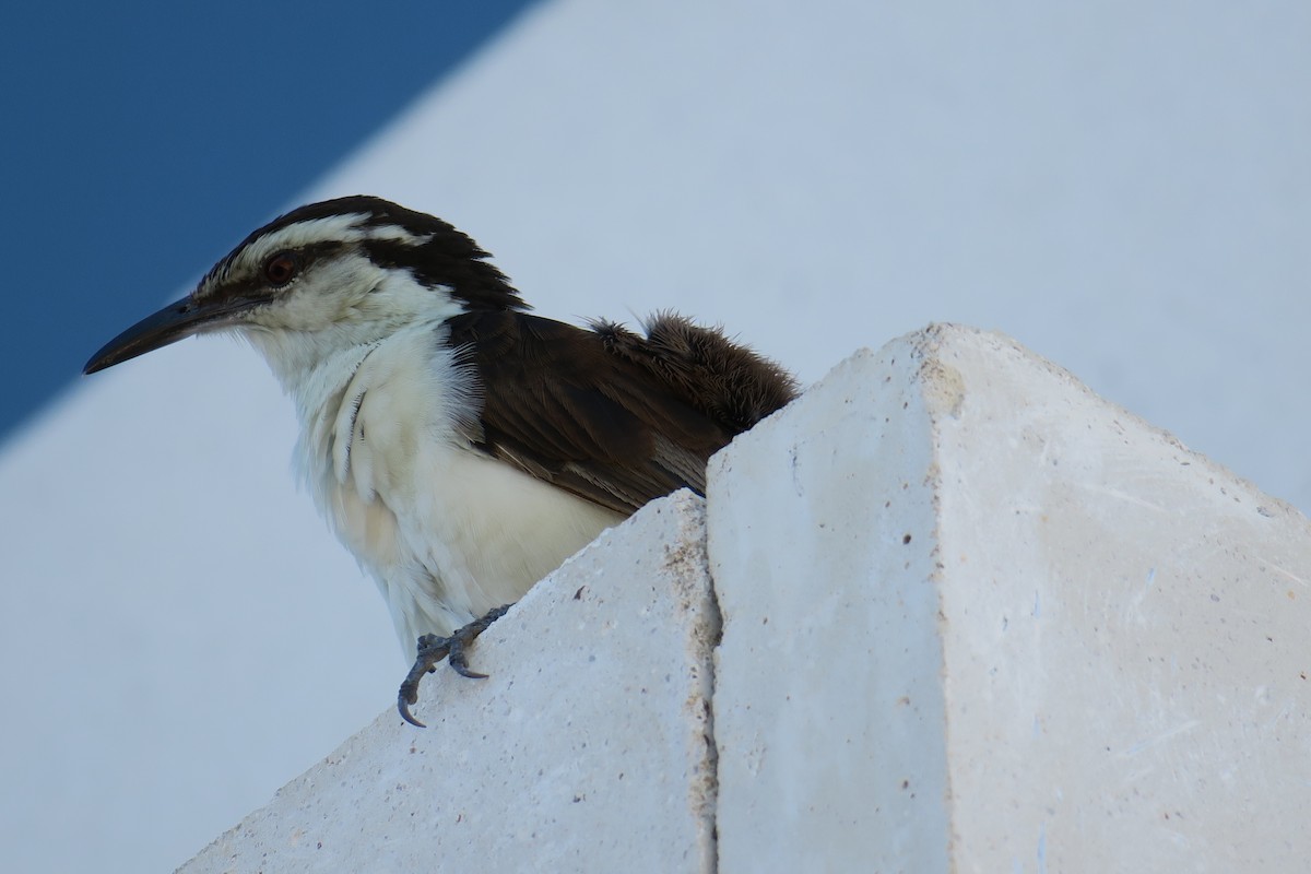 Bicolored Wren - ML590994201