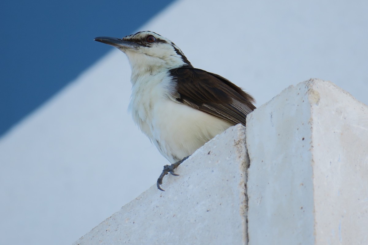 Bicolored Wren - ML590994211