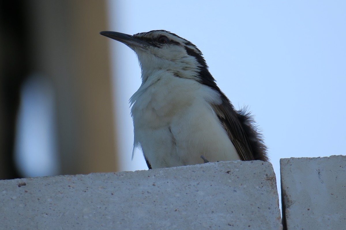 Bicolored Wren - ML590994231
