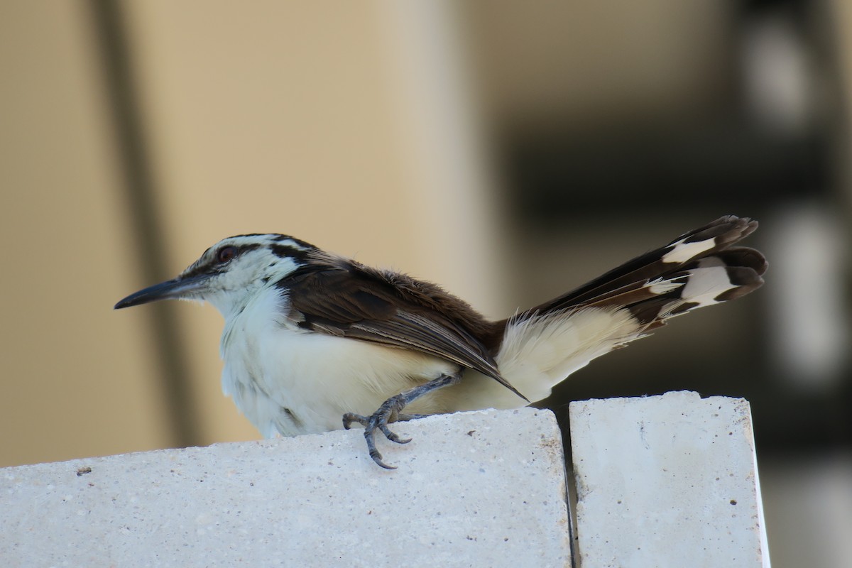 Bicolored Wren - ML590994241