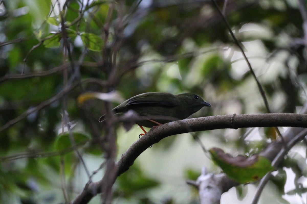 White-bearded Manakin - ML590995241