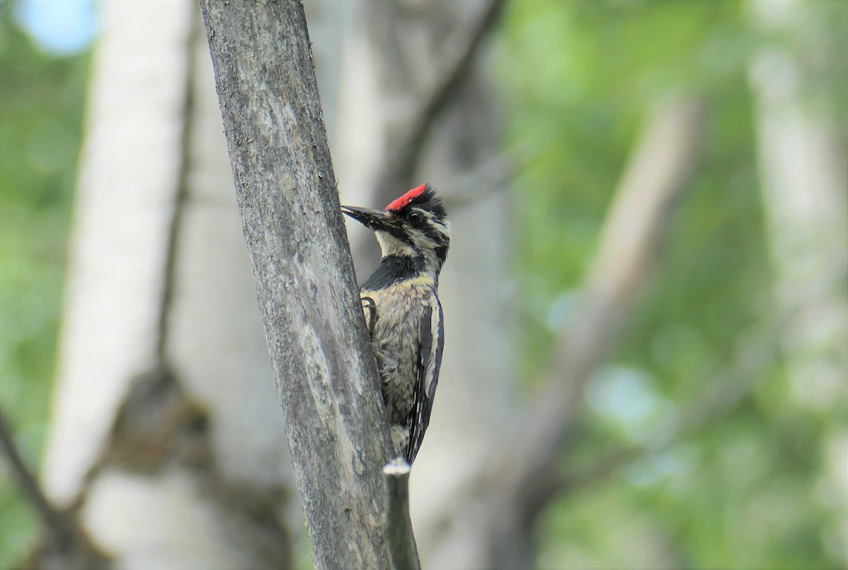 Yellow-bellied Sapsucker - ML590995671