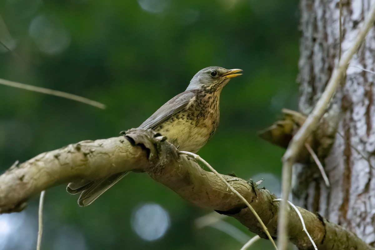 Fieldfare - ML590996181