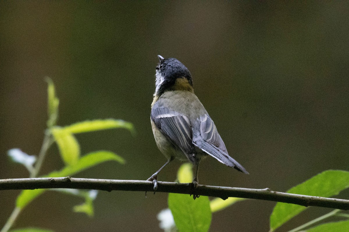 Great Tit - ML590996201