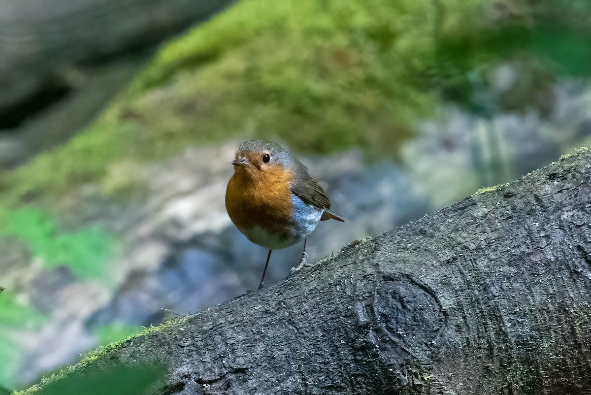 European Robin - ML590996241