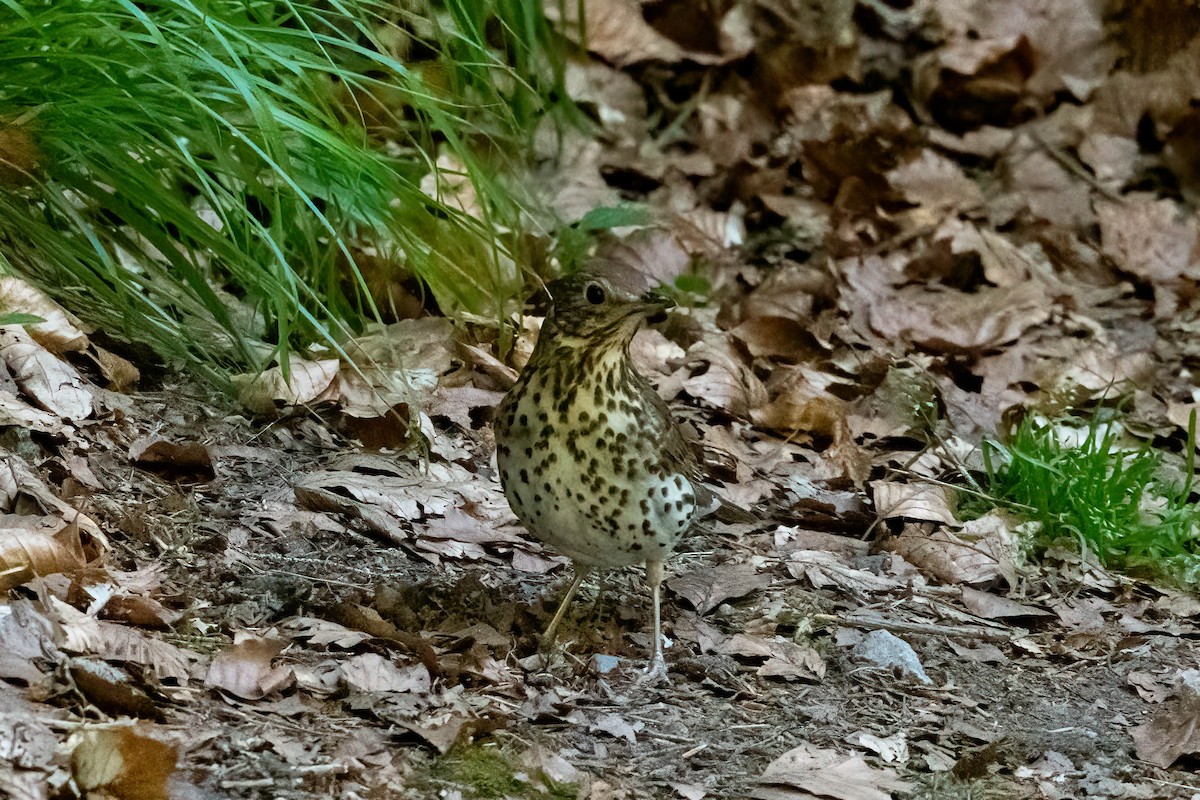 Song Thrush - ML590996291