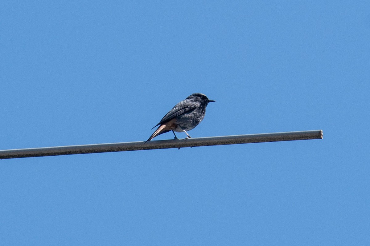 Black Redstart - ML590996361