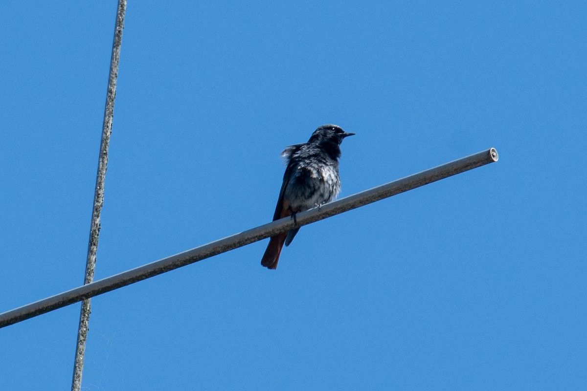 Black Redstart - ML590996371