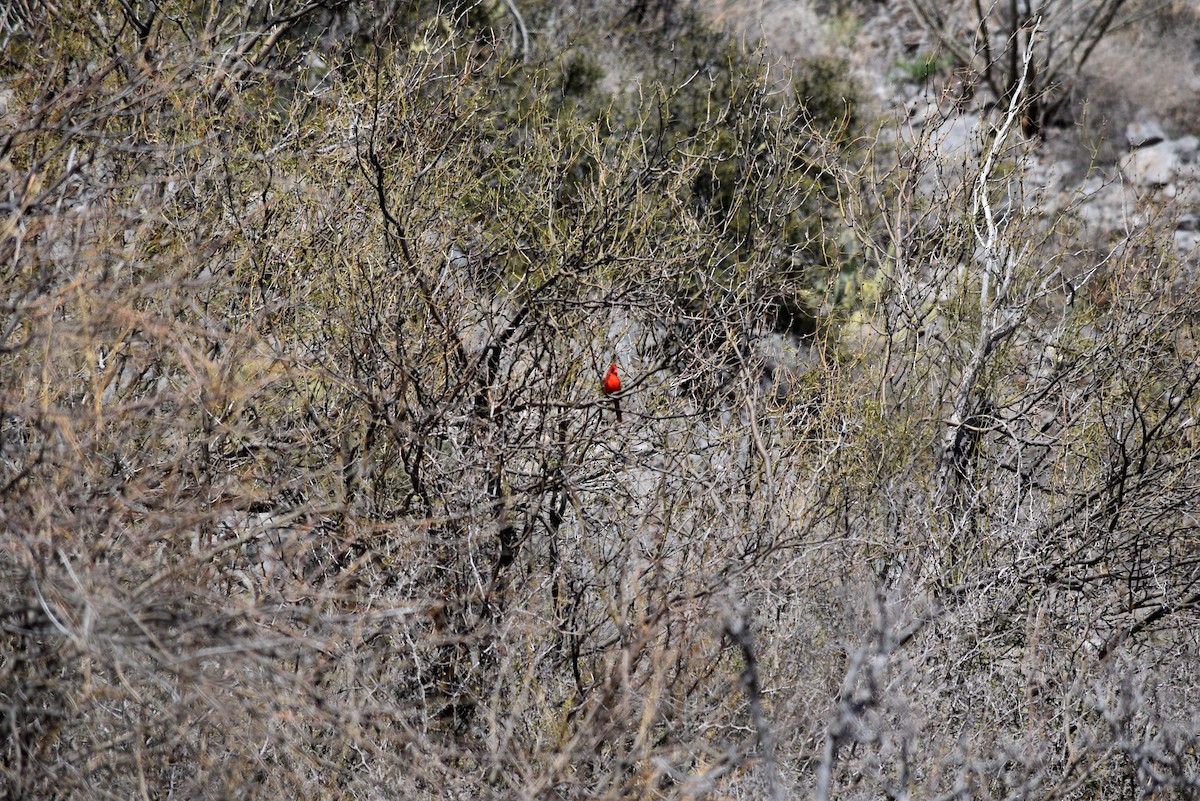 Northern Cardinal - ML590996881