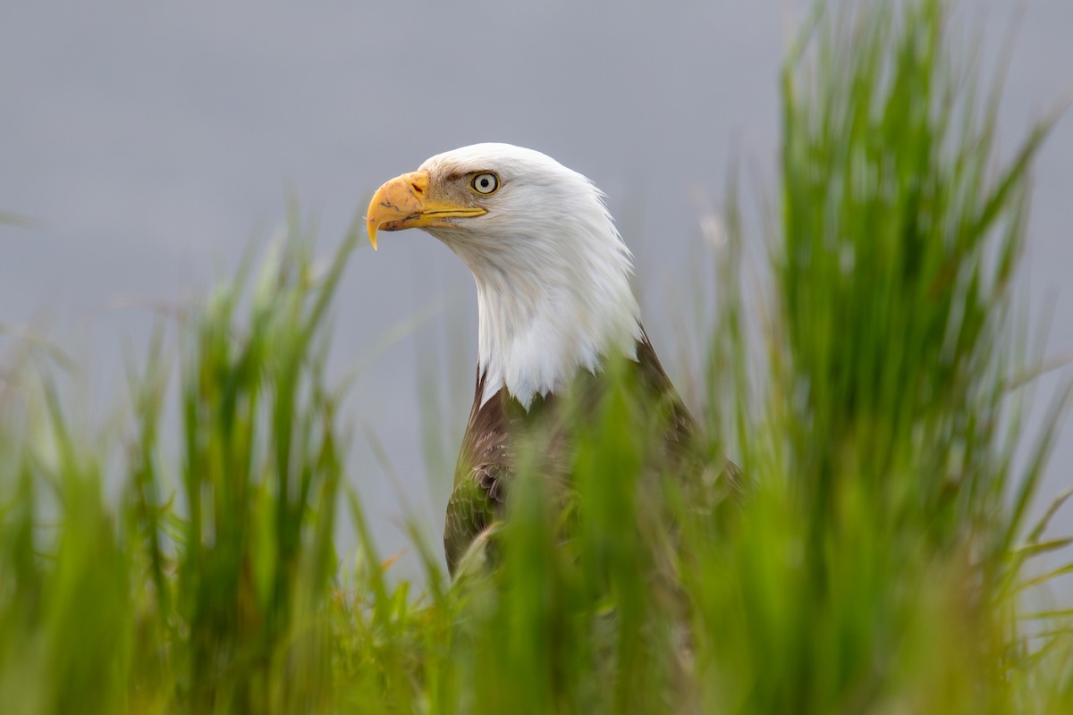 Bald Eagle - ML590997521