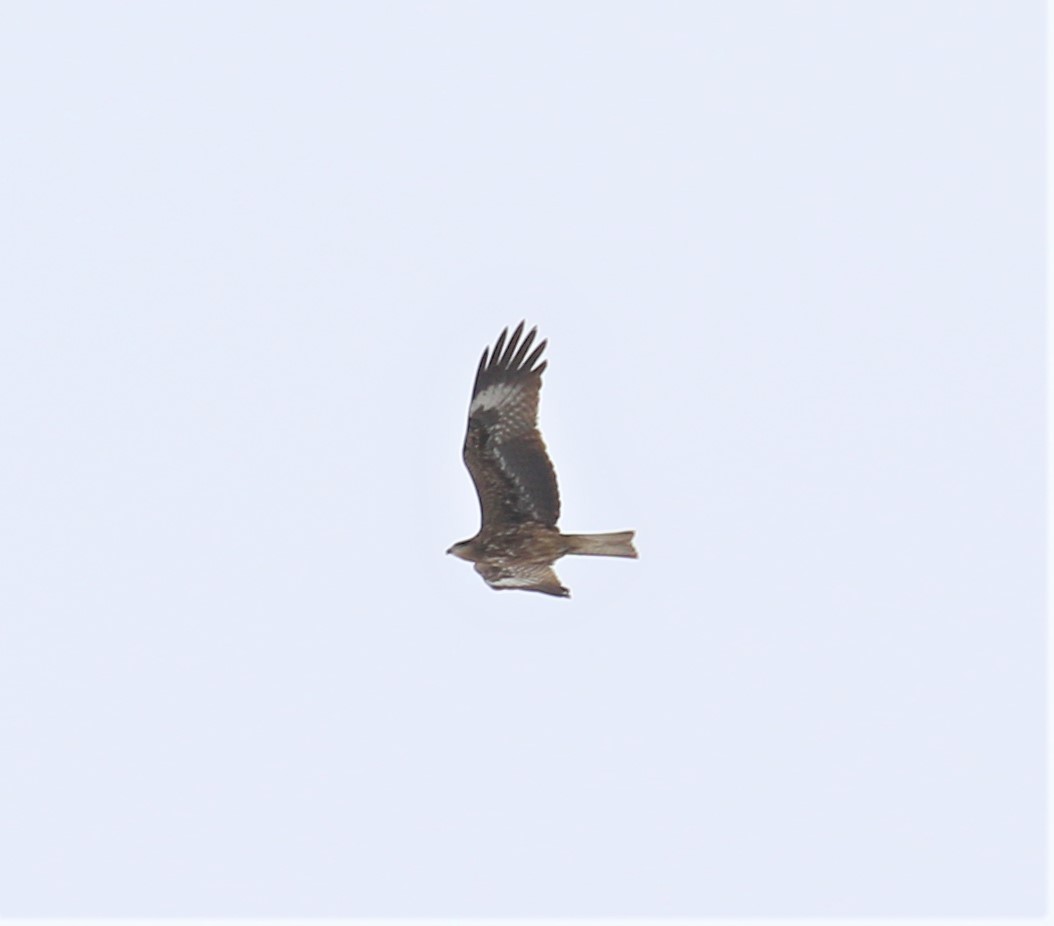 Black Kite - ML590999821