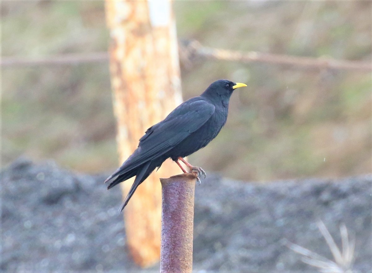 Yellow-billed Chough - ML591000331