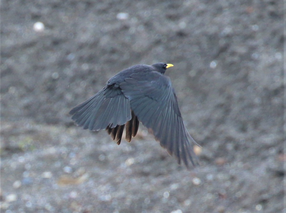 Yellow-billed Chough - sean clancy