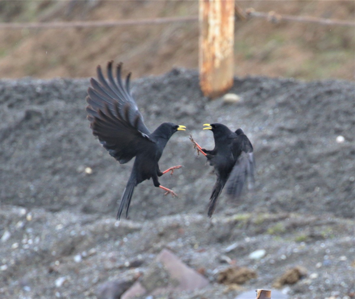 Yellow-billed Chough - ML591000351