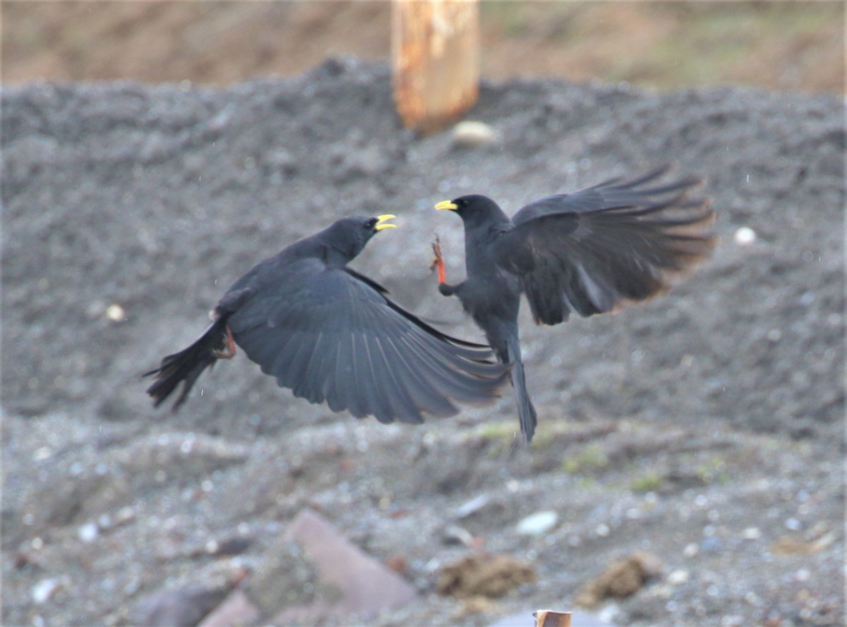 Yellow-billed Chough - ML591000391