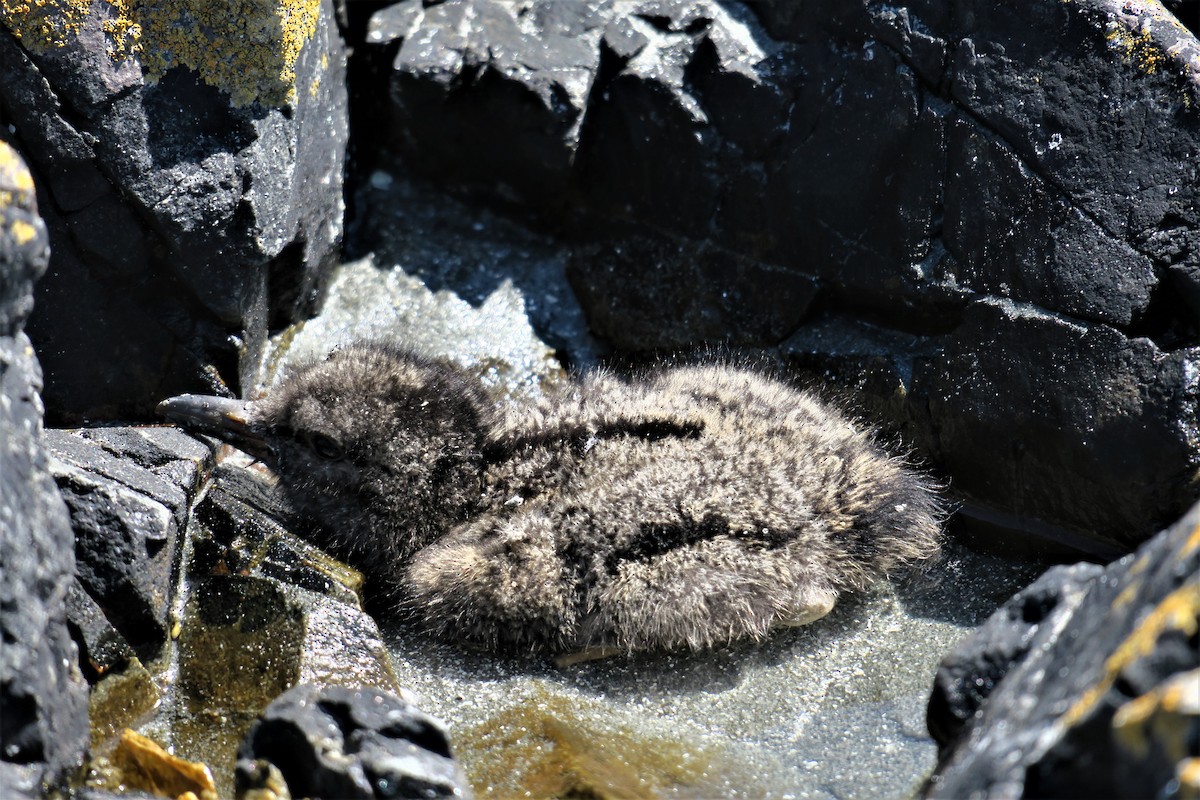 Black Oystercatcher - ML591000441