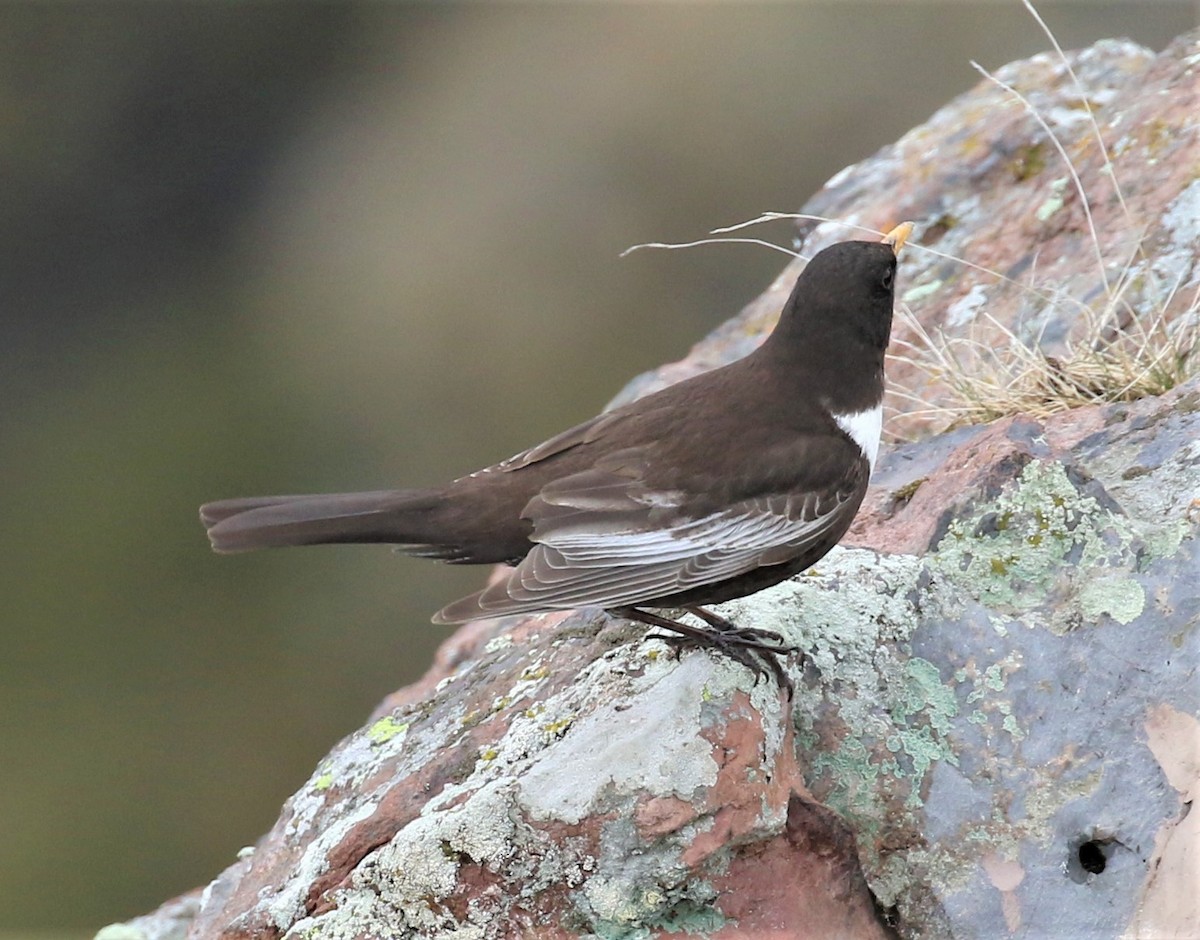 Ring Ouzel - sean clancy