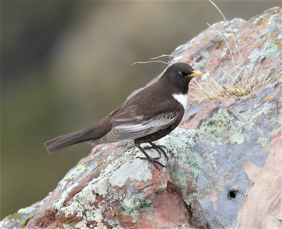 Ring Ouzel - ML591000761