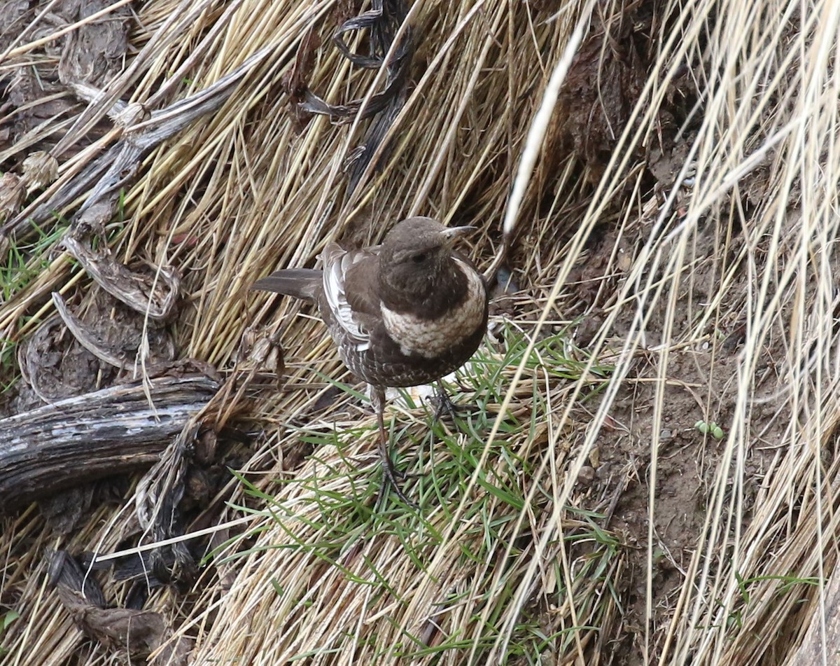 Ring Ouzel - sean clancy