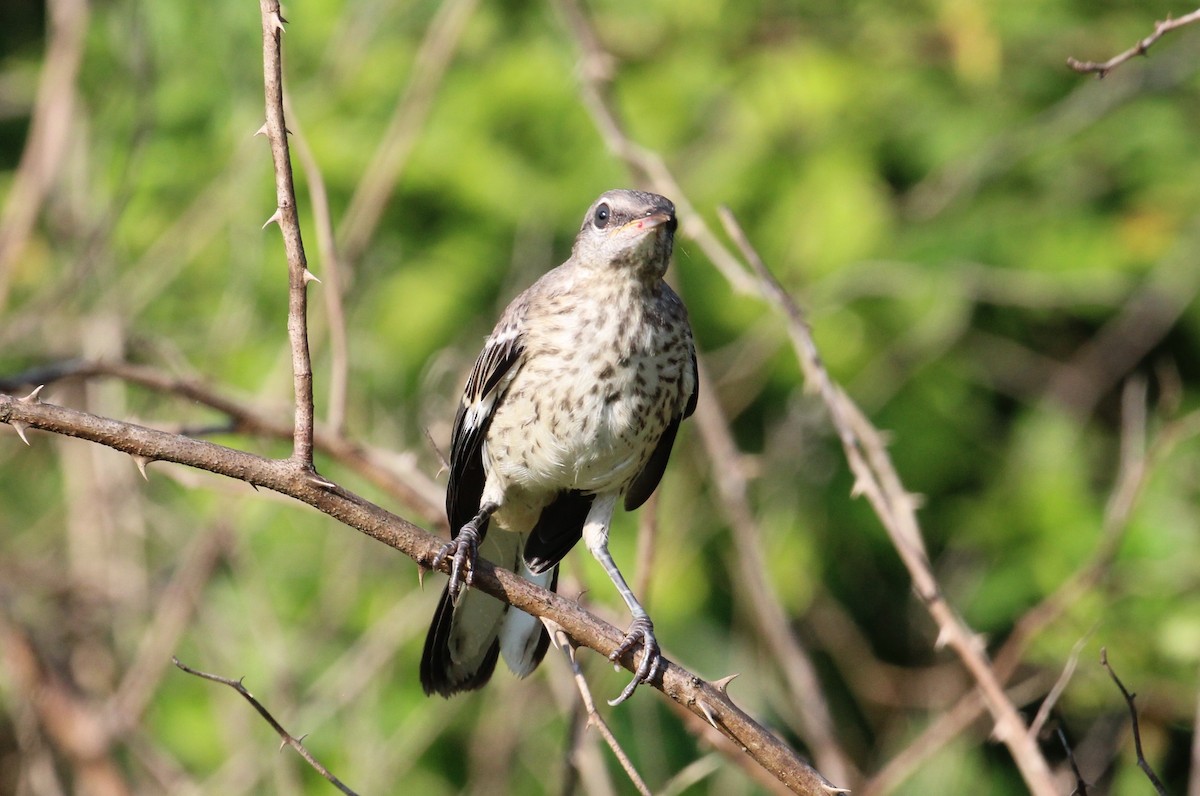 Northern Mockingbird - ML591002061