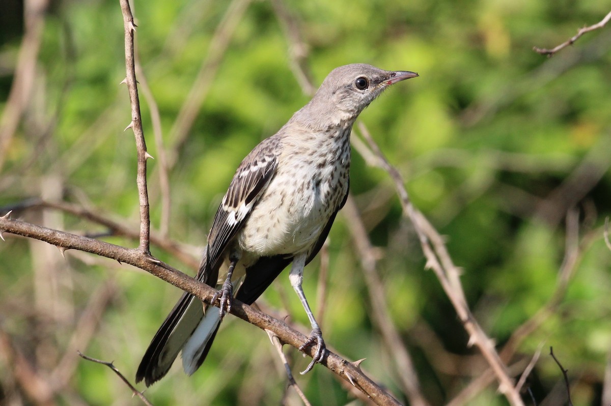 Northern Mockingbird - ML591002071