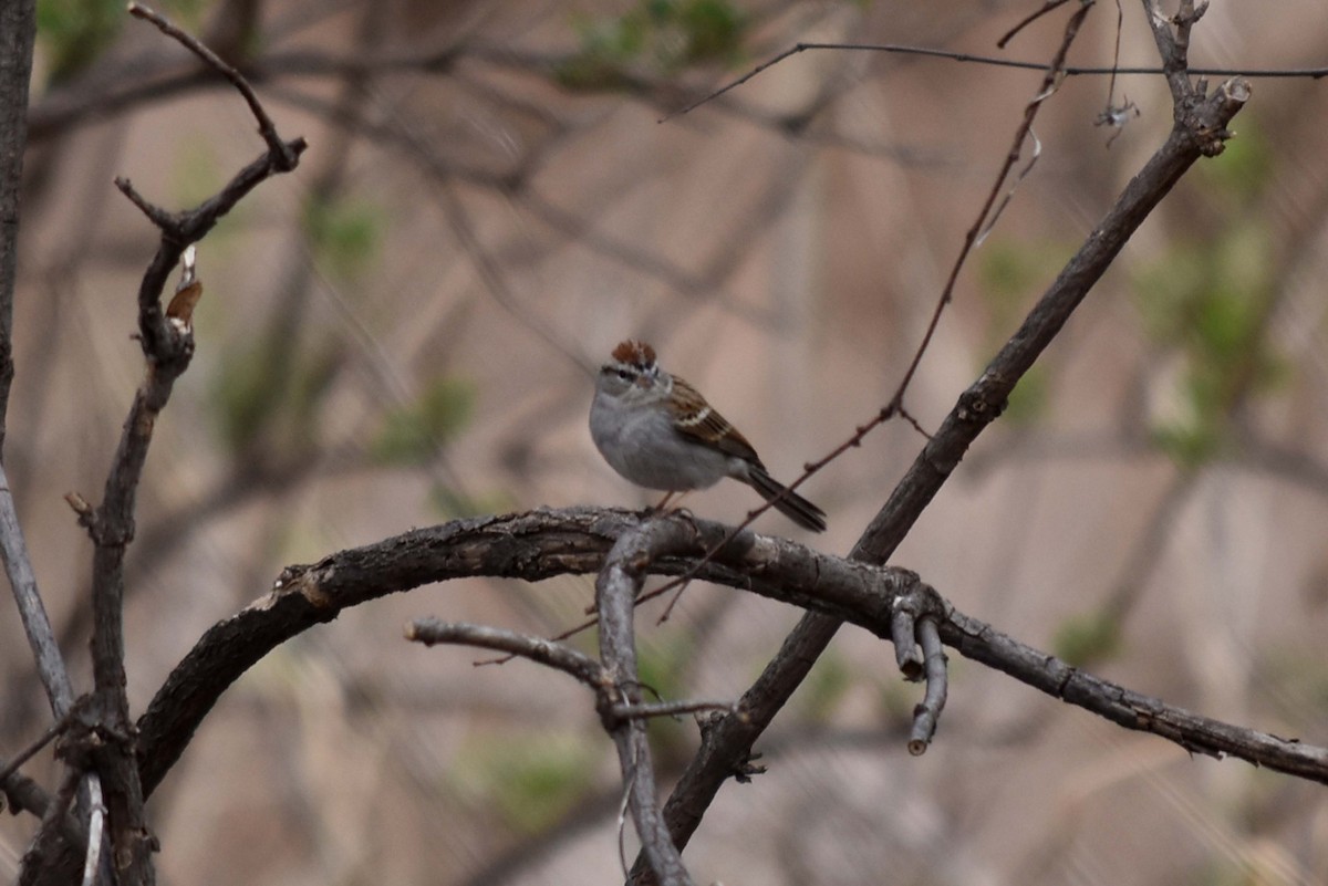 Chipping Sparrow - ML591002251