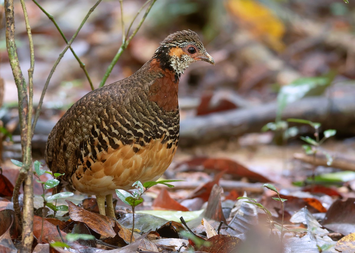 Chestnut-necklaced Partridge - ML591002401