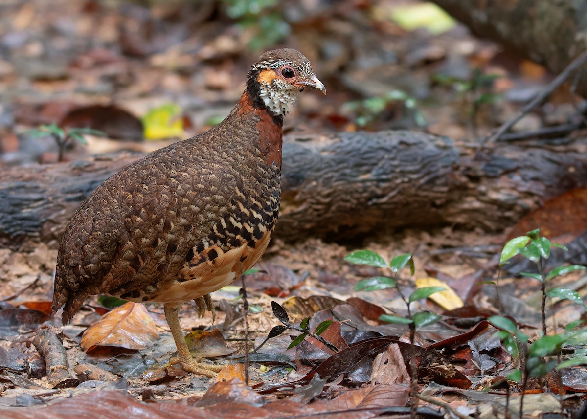 Chestnut-necklaced Partridge - ML591002441