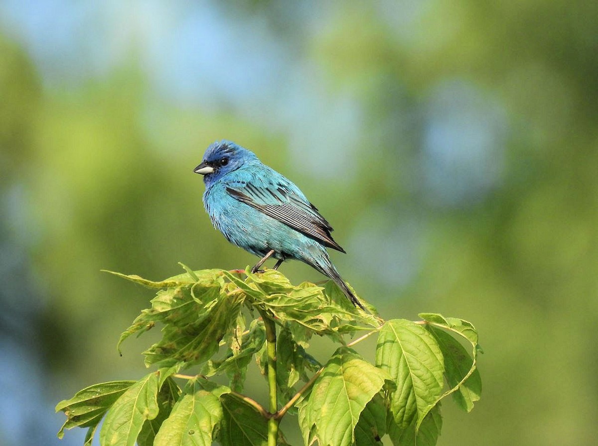 Indigo Bunting - Kathy Caminiti