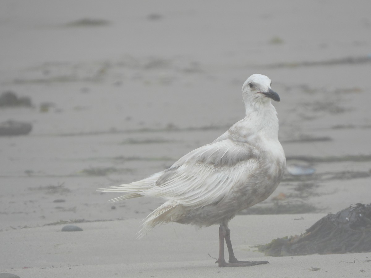 Gaviota de Bering - ML591004121