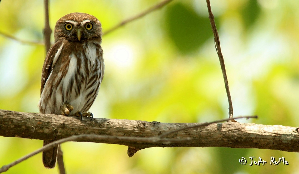 Ferruginous Pygmy-Owl - ML59100491