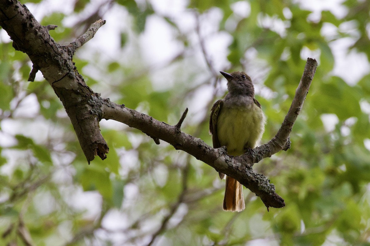 Great Crested Flycatcher - ML591005931