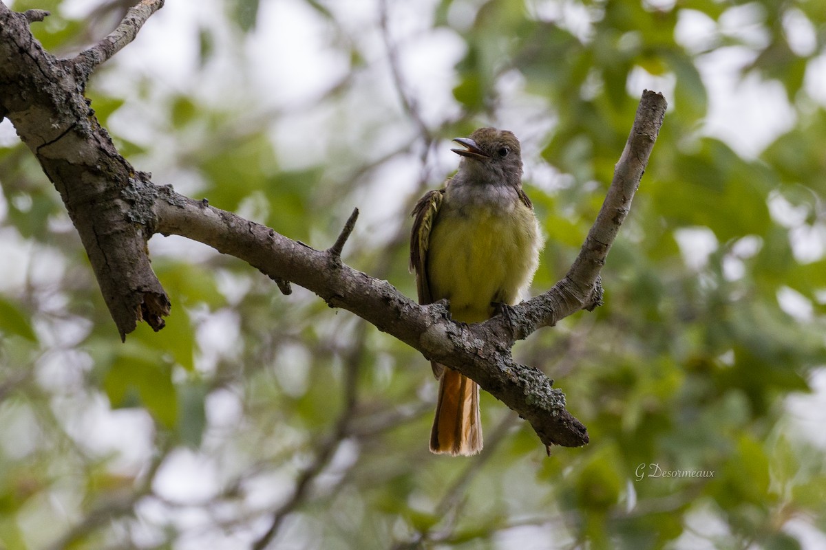 Great Crested Flycatcher - ML591005941