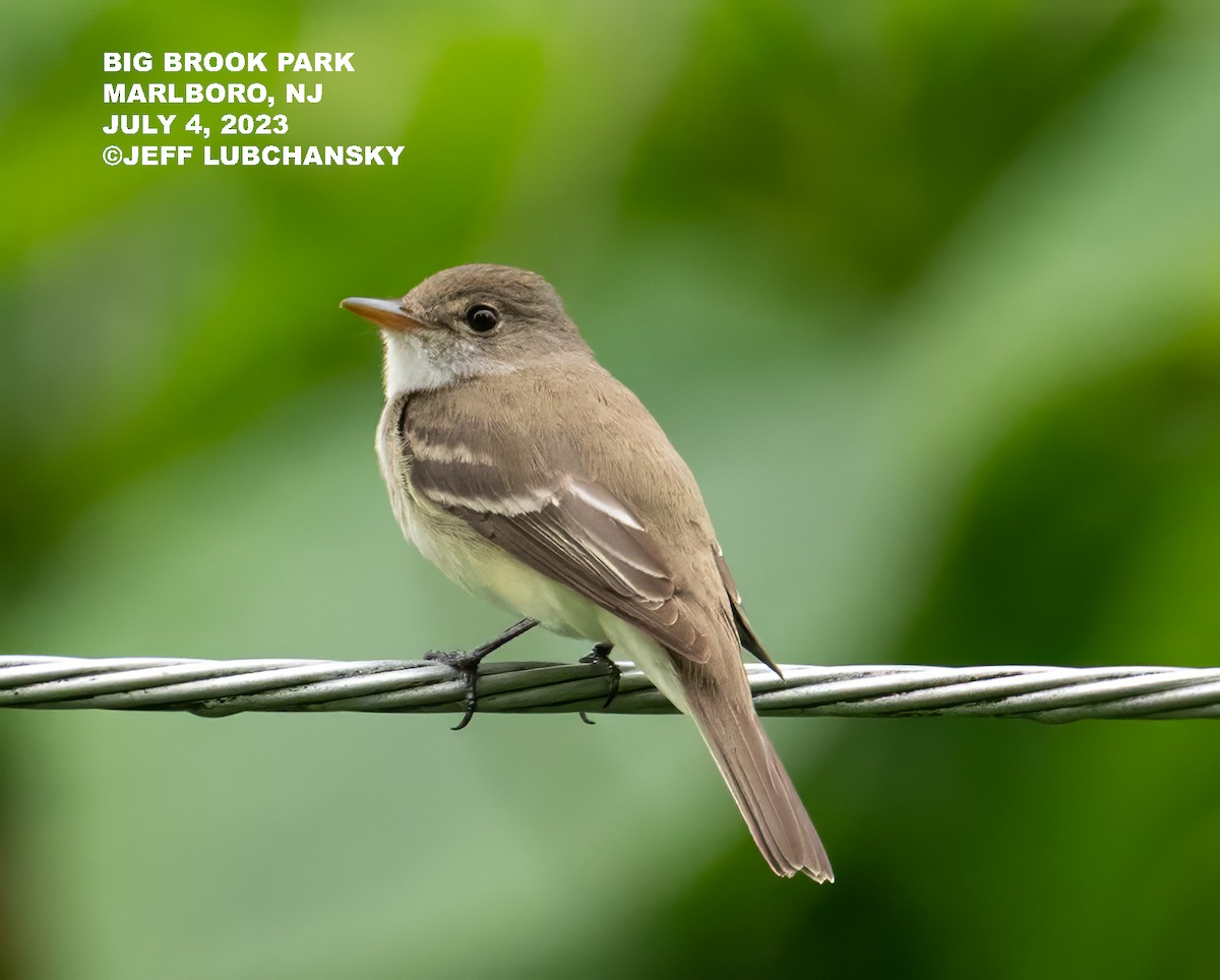 Willow Flycatcher - ML591006161