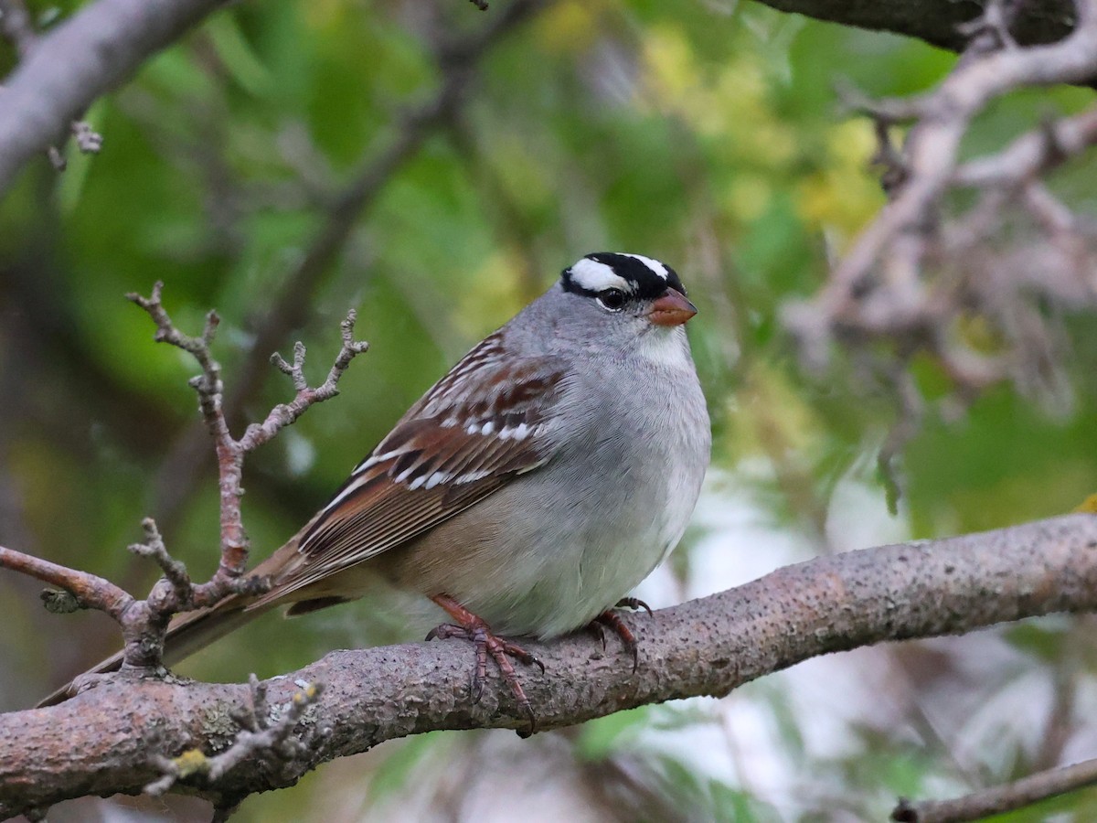 White-crowned Sparrow - ML591006461