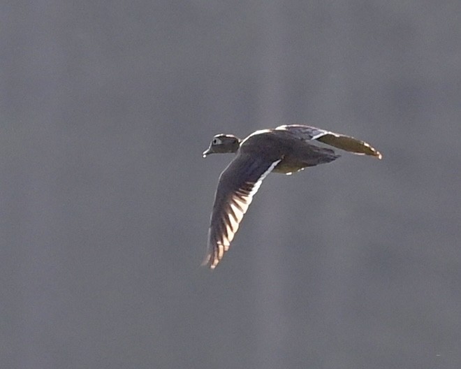 Wood Duck - ML591006491