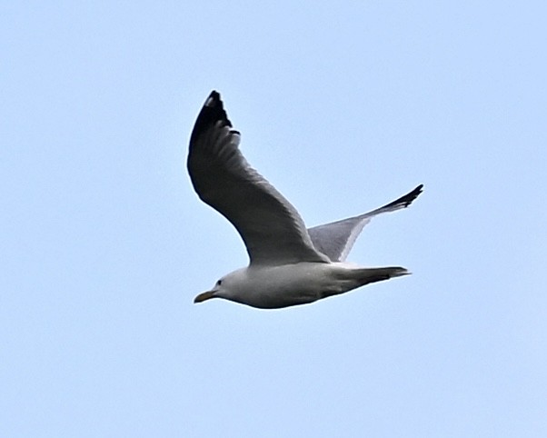 Gaviota Argéntea - ML591006711