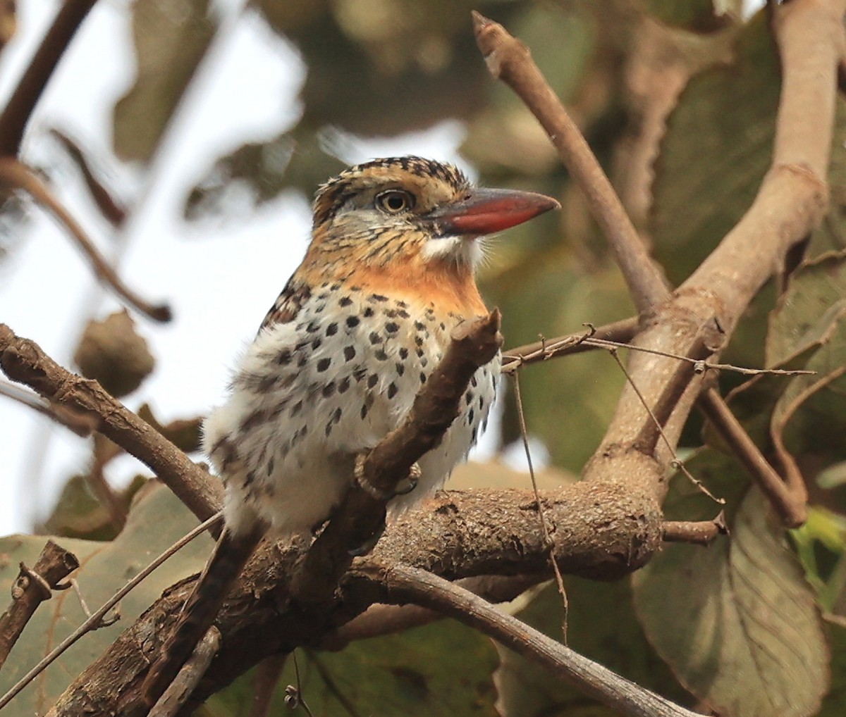 Spot-backed Puffbird - ML591006971