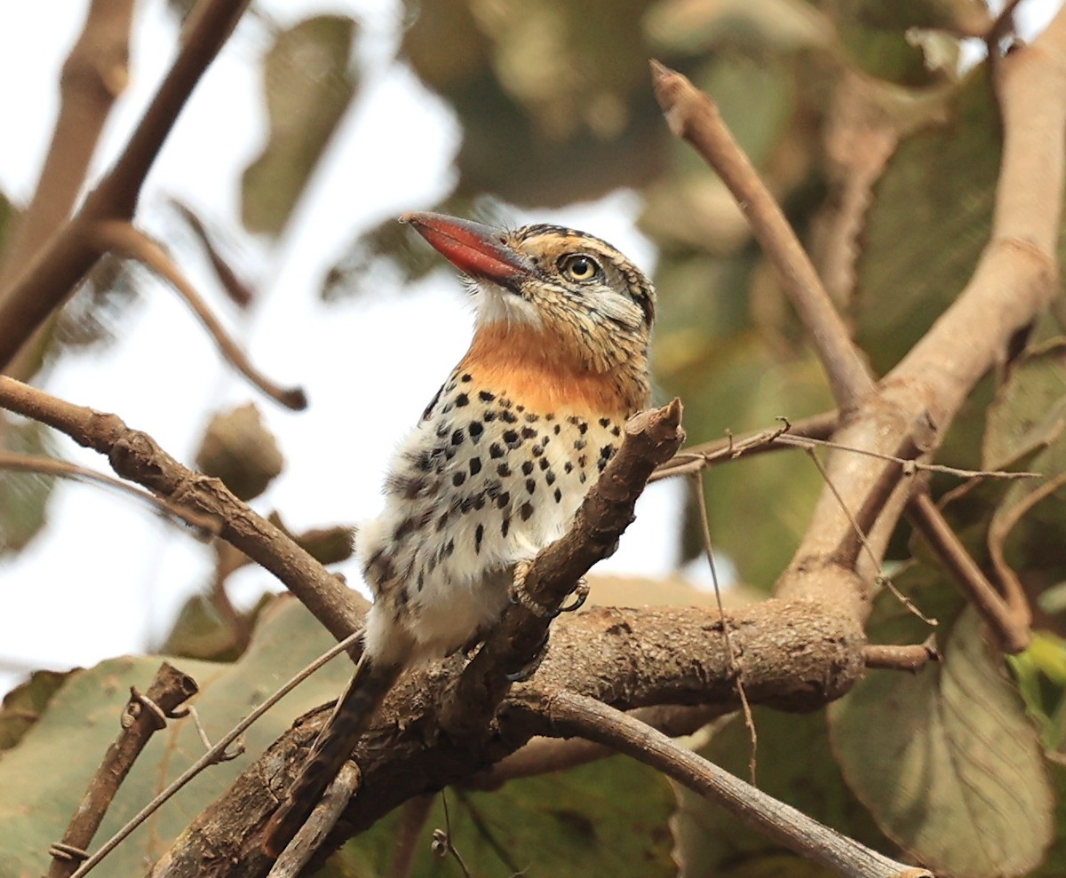 Spot-backed Puffbird - Steve Parrish