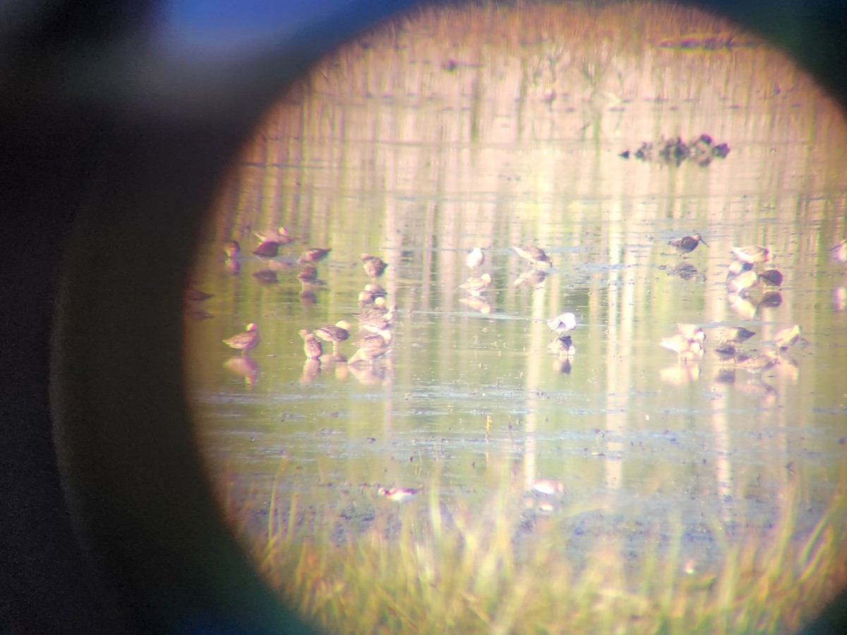 Wilson's Phalarope - Jessica Howland