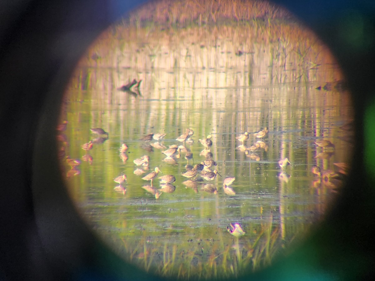 Wilson's Phalarope - ML591007941
