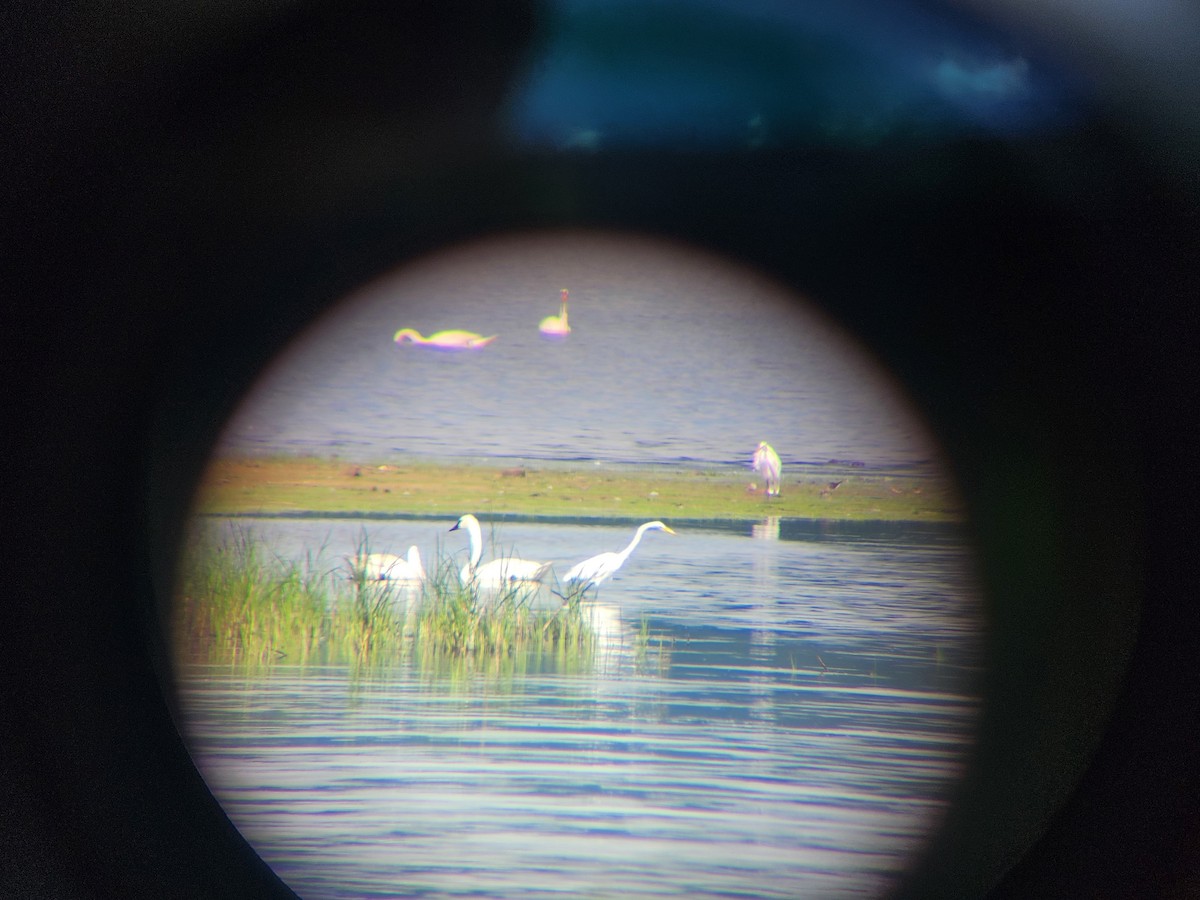 Trumpeter Swan - ML591008091