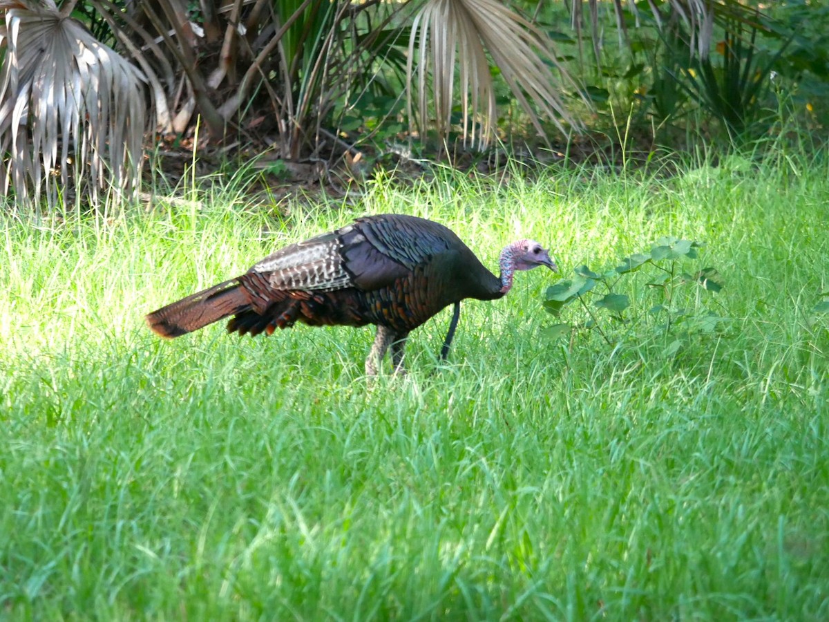 Wild Turkey - ML591008211