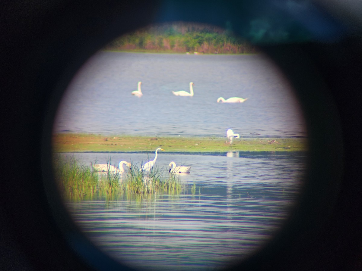 Trumpeter Swan - ML591008221