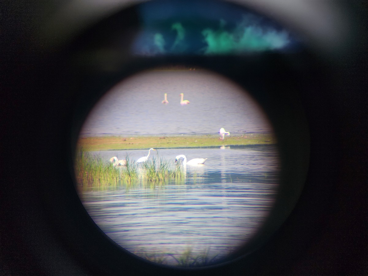 Trumpeter Swan - ML591008231